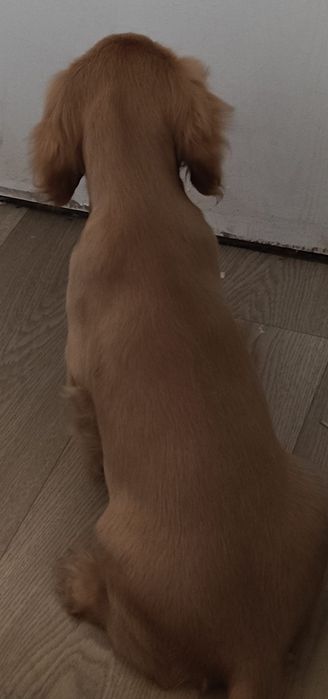 Cocker Spaniel suczka 4 miesiace