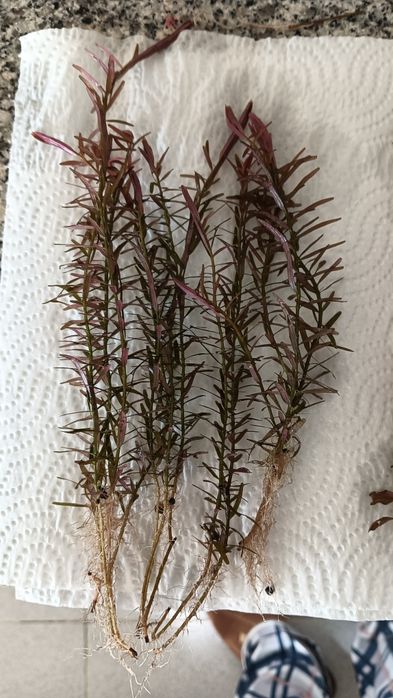 Plantas de Aquario
