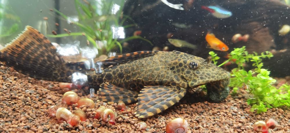 Plecostomus Leopardo