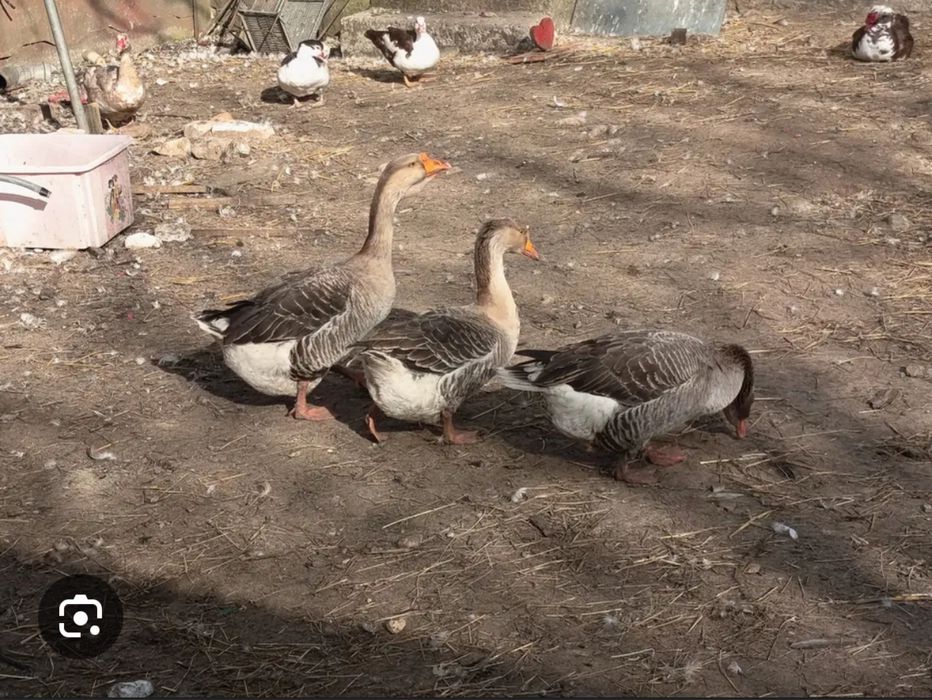 Gesi gąsiory dorosłe