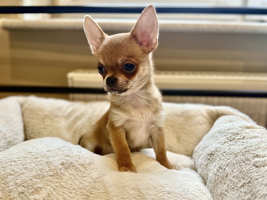 Sunia krótkowłosa chihuahua FCI