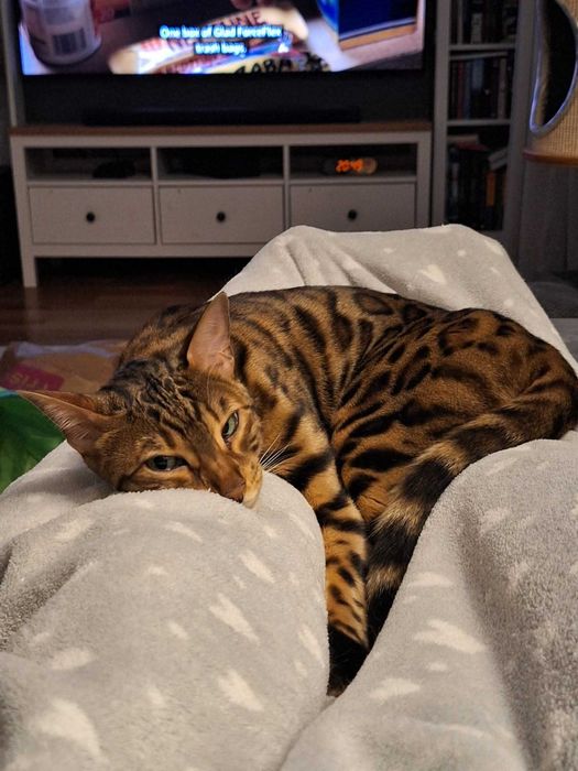 Kot bengalski z rodowodem do adopcji za darmo Warszawa i okolice