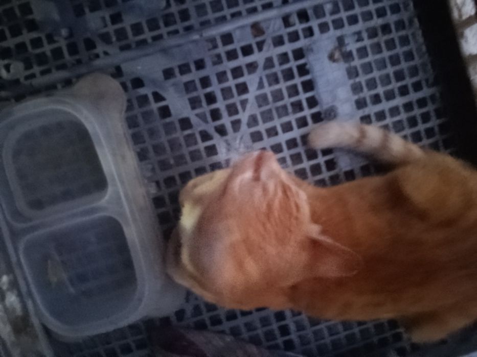 Pra adoçao gato amarelo com laranja