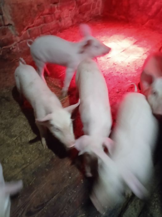 Поросята вік 9тижнів 3000 грн.