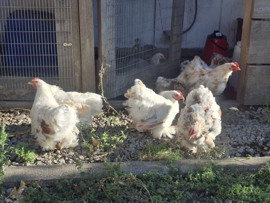 Pekins buff mottled