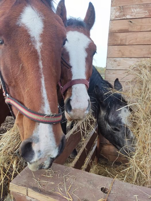 Obornik koński nawóz