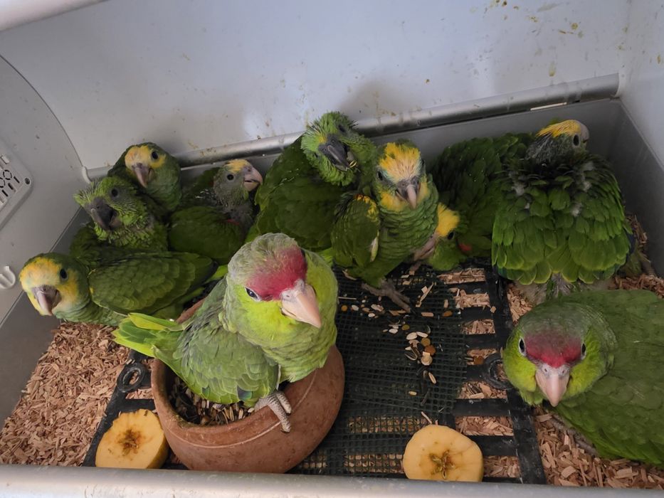 Papagaios Amazonas