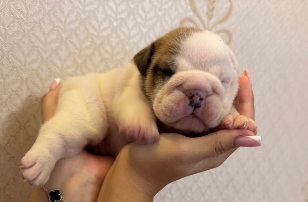 Чудесные малыши английские бульдожки