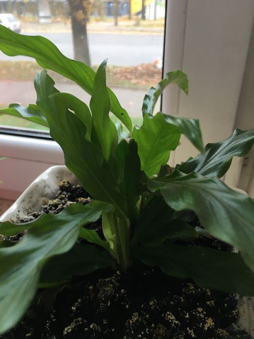 Жіноче щастя(Спатифілум)/фіалки/