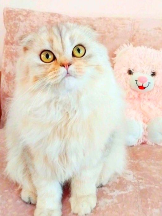 Скоттиш фолд серебристый шиншилла  мальчик красавчик