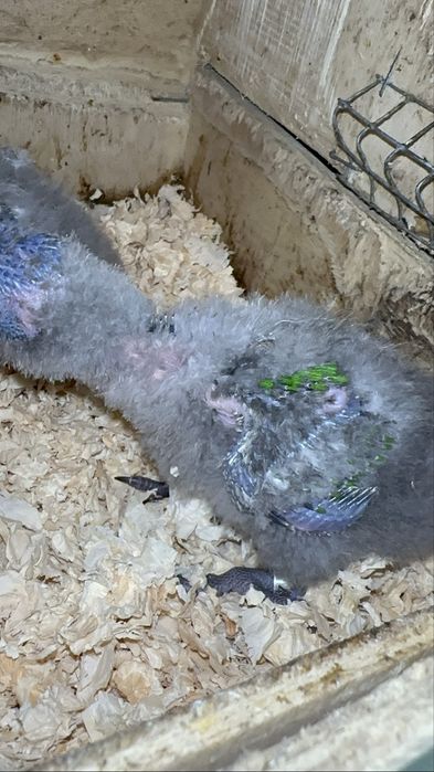 Loris molucanos para criar a mão