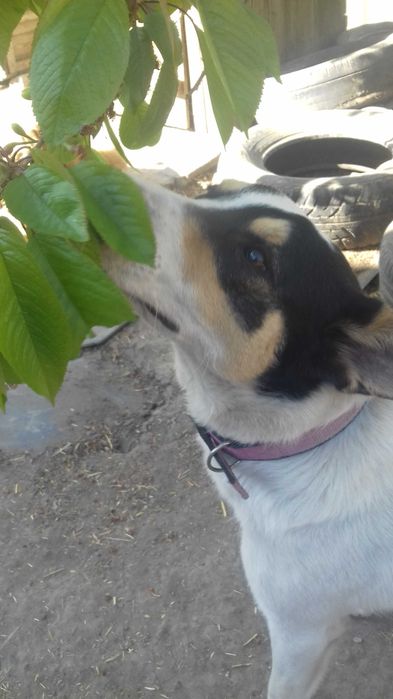 Отдам в хорошие руки бесплатно