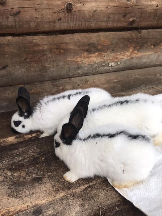 Кролики строкачі