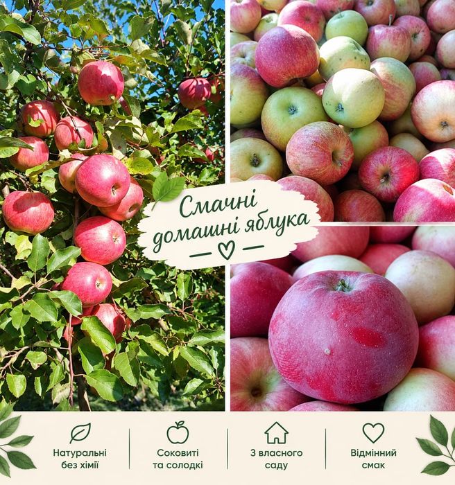 яблука з домашнього саду