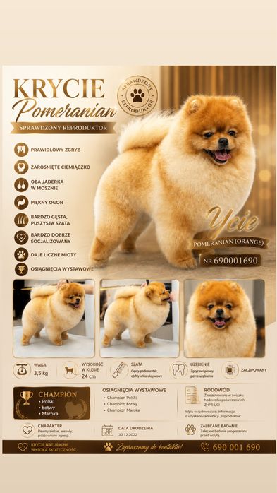Reproduktor Pomeranian orange – krycie, Champion