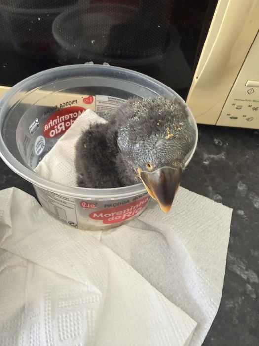 Disponíveis papagaio ecletus