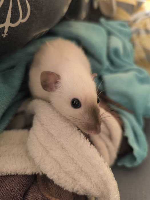 Dwa Szczury Dumbo Syjamskie Rasowe - STANDARD