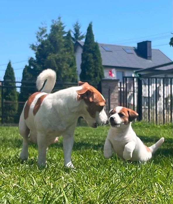 Jack Russell Terrier