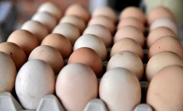 Swojskie JAJA Knurów