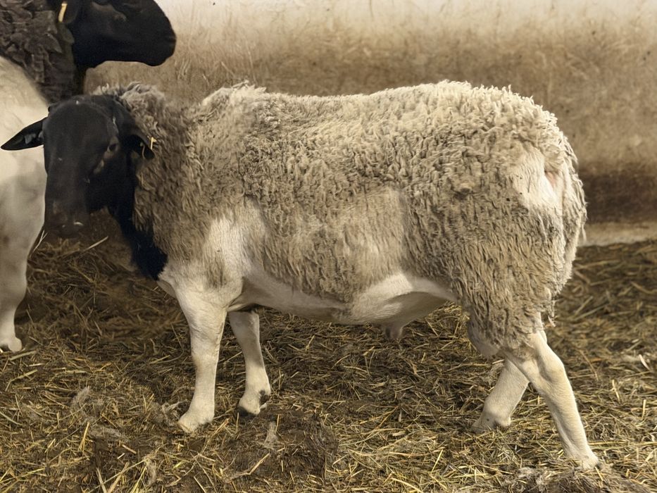 Продам племінного барана породи  Дорпер