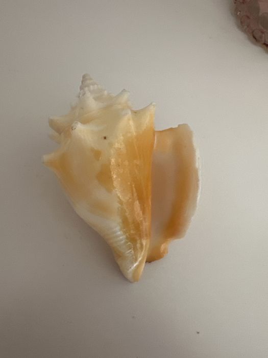 Ракушка декор