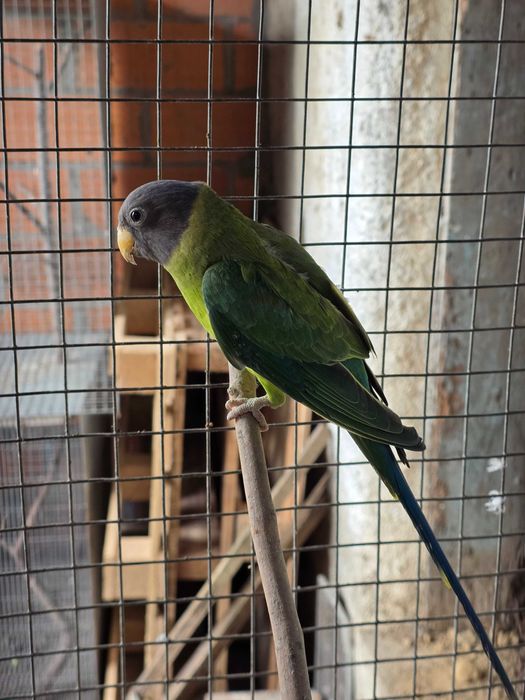 Cabeça de ameixa fêmeas