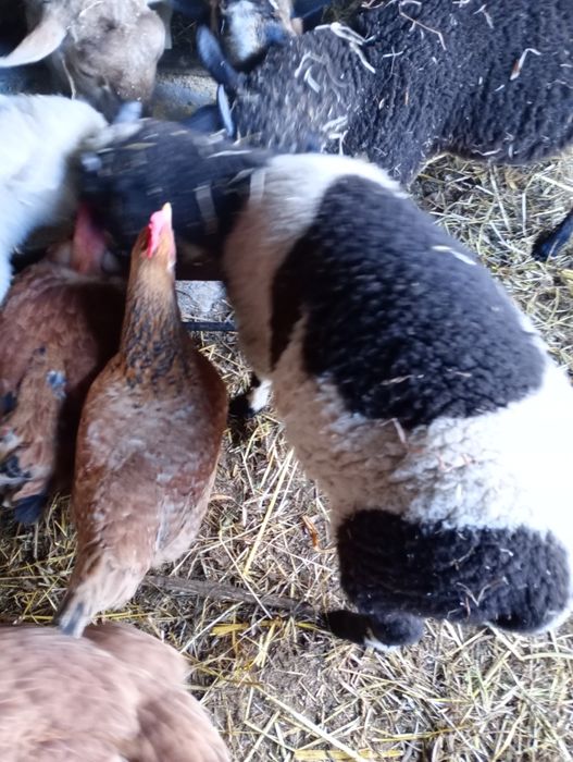 Borregos.              .