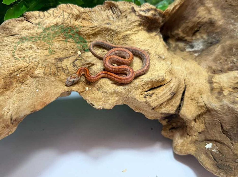 Wąż zbożowy węże zbożowe Bydgoszcz