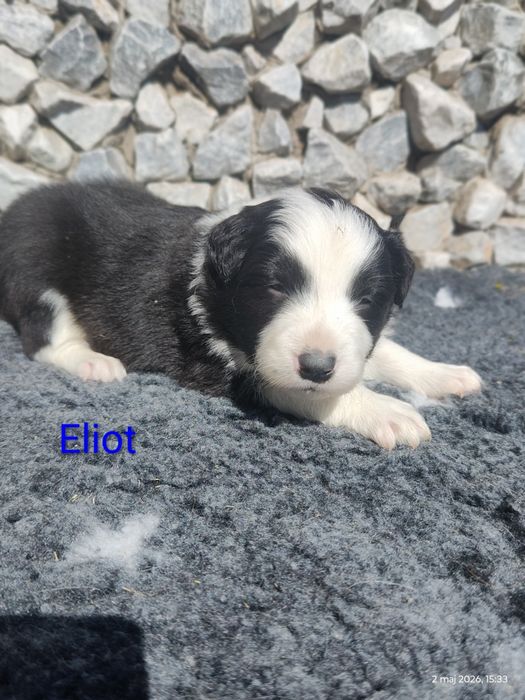 Border collie cudowny piesek przebadani rodzice do odbioru