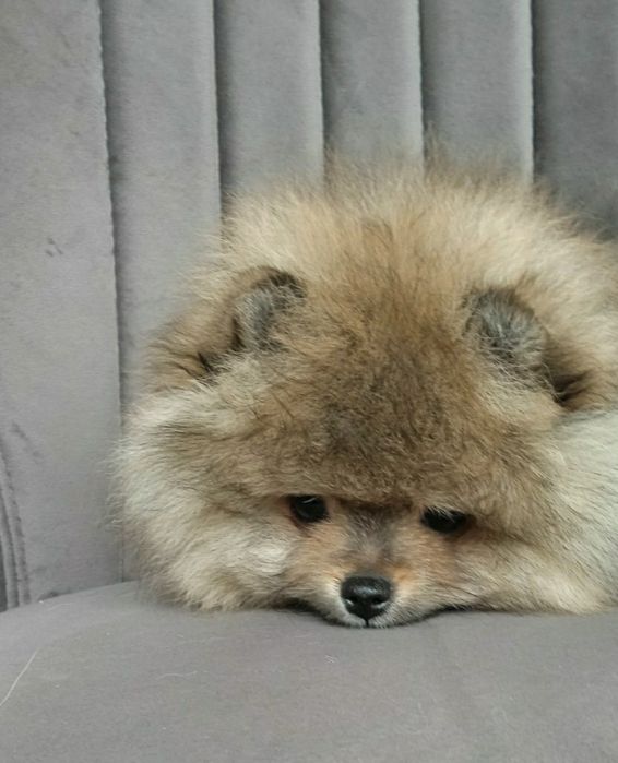 КСУ FCI цуценята крем і оранж