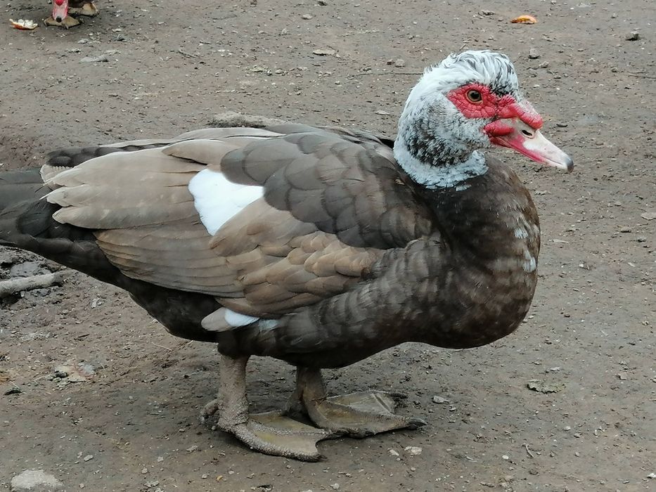 Patos mudos castanhos