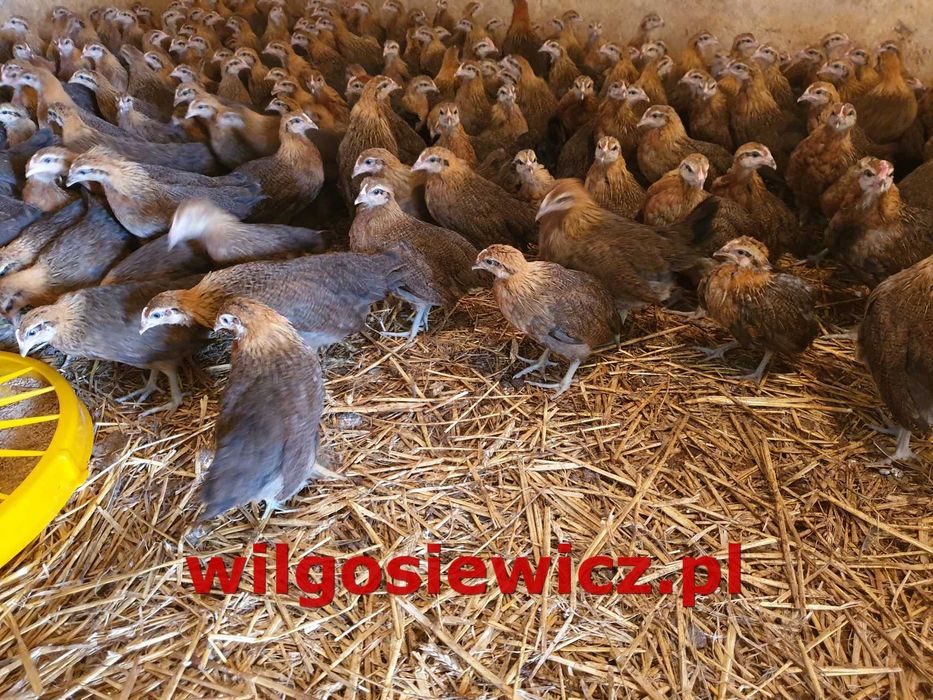 Zielononóżka kurka nioska zapisy