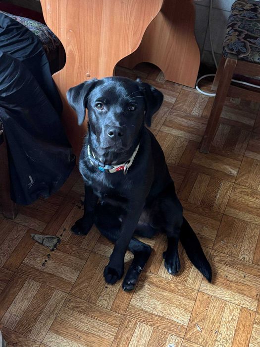 Отдам щенка лабрадора в добрые руки