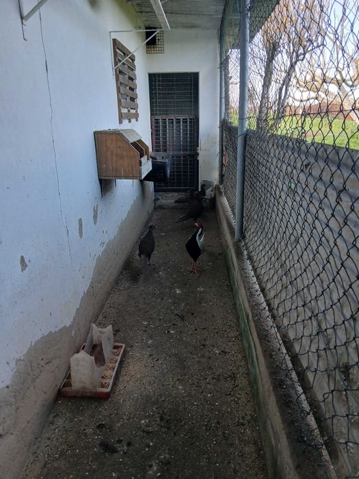 2 faisoas prateadas, 2 peruas da última ninhada de 2025.