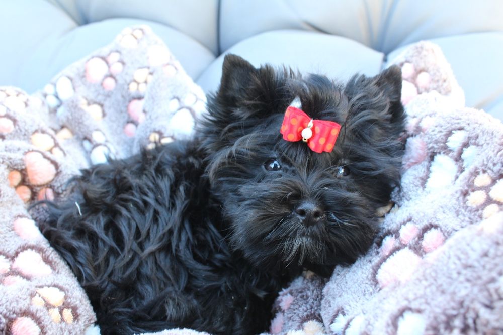 Suczka Yorkshire Terrier Black