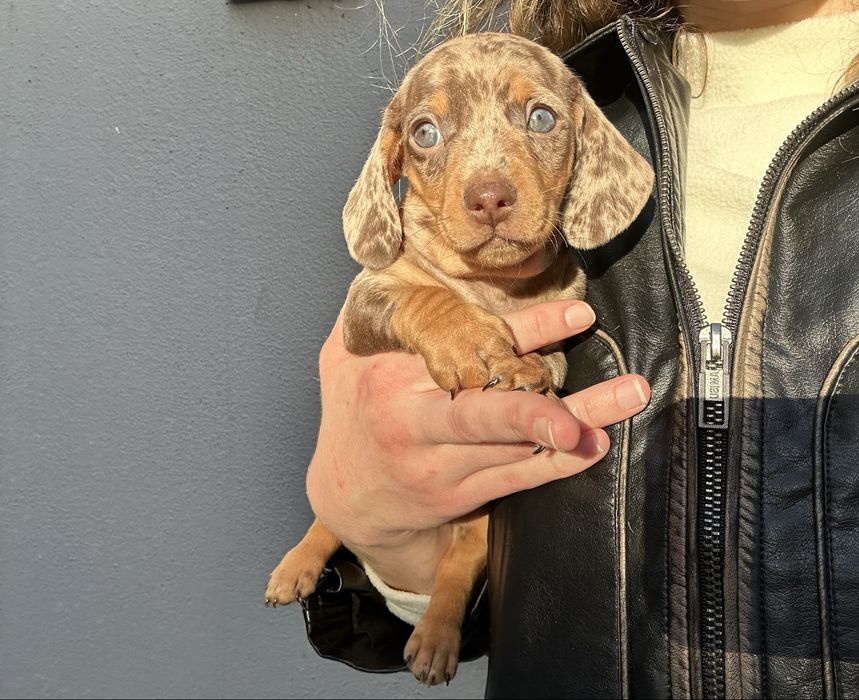 Teckel  kaninchen arlequim chocolate de olhos azuis