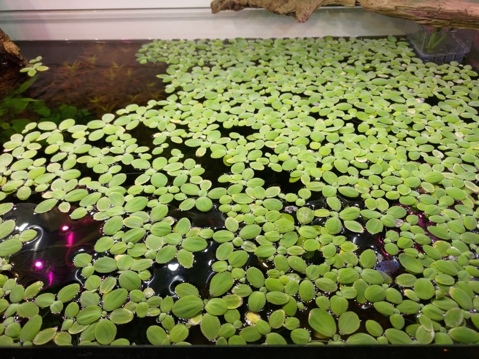 Rośliny pływające