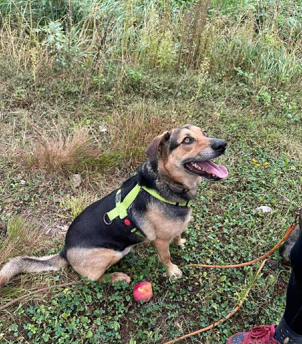 Pies Bruno kochający spacery szuka domu