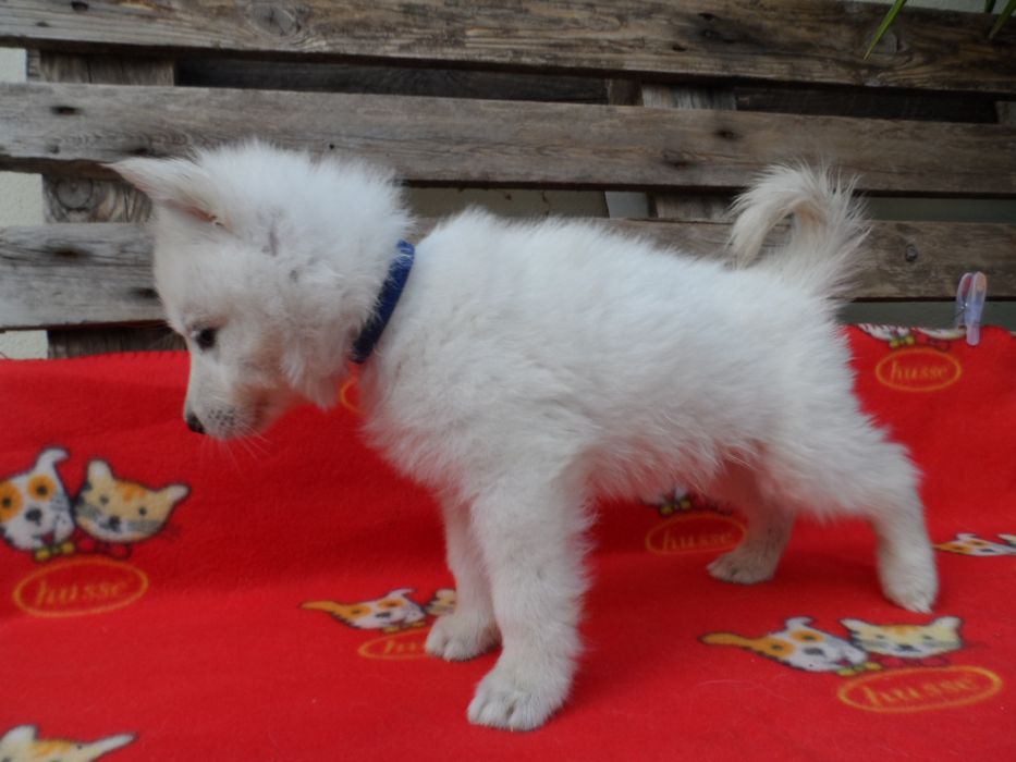 Cachorro Pastor Branco suíço
