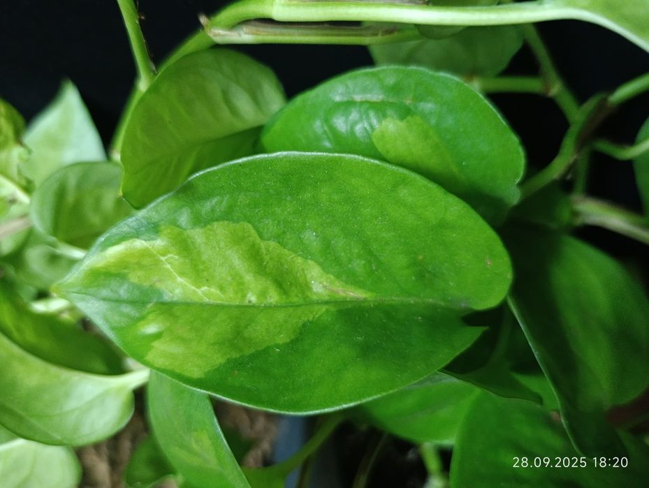 Епіпремнум Global Green