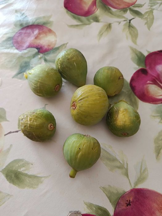 Figos pingo de mel biológico