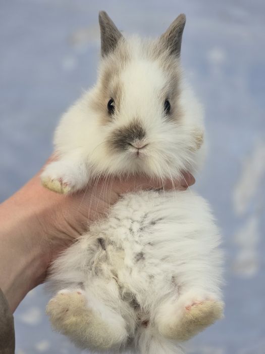Декоративные кролики, домашние крольчата