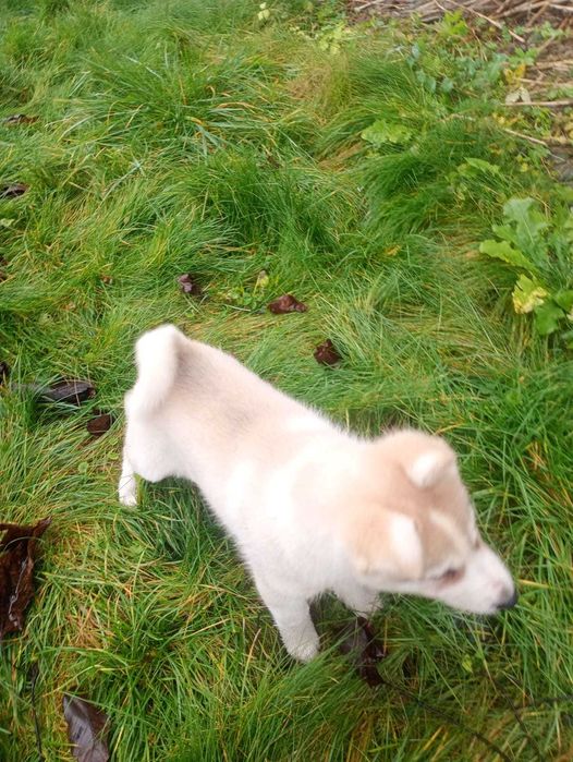 Łajka Zachodniosyberyjska