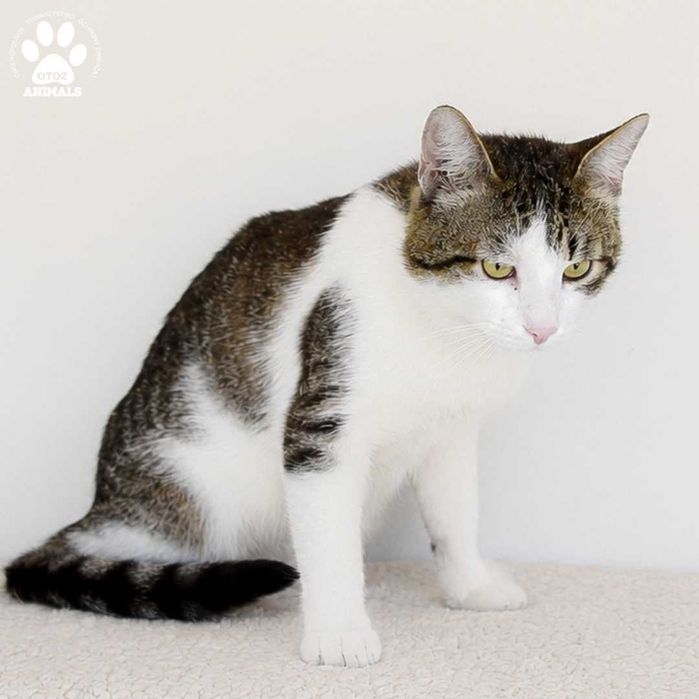 Wesoły kocurek do adopcji! Poznajcie Kminka!