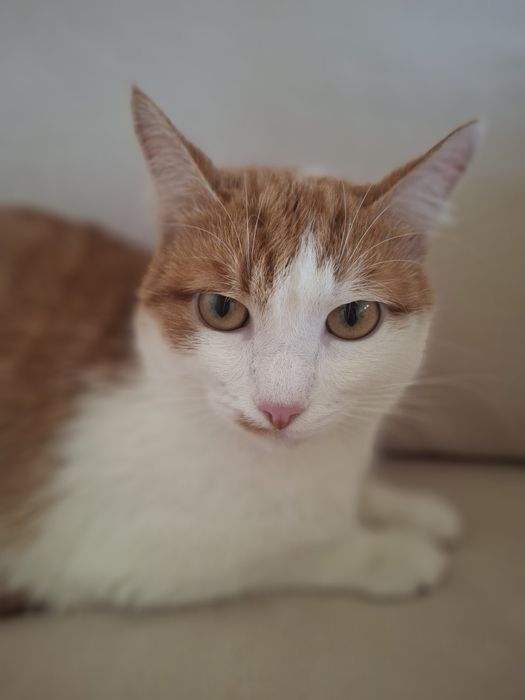 Кастрированный бело-рыжий котёнок-подросток ищет дом! Отдам в хорошие