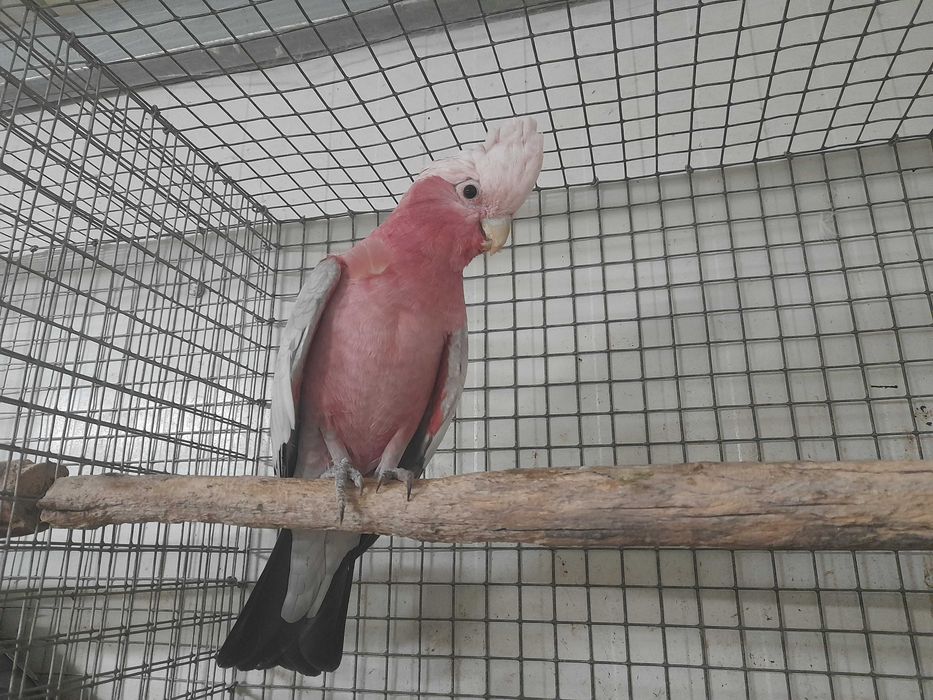Cacatua Galah Macho 2025