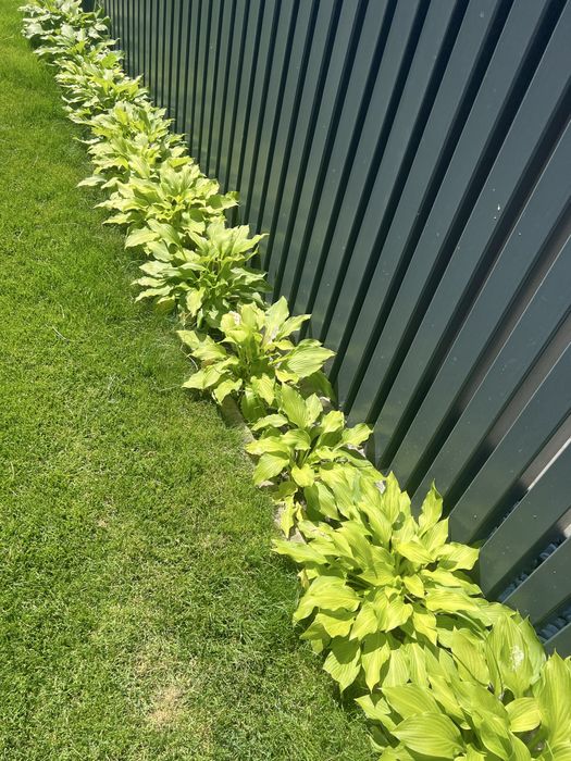 Kilkadziesiat sztuk hosty funkia