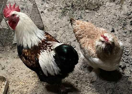 Ovos fecundados e pintos de várias galinhas de raça.