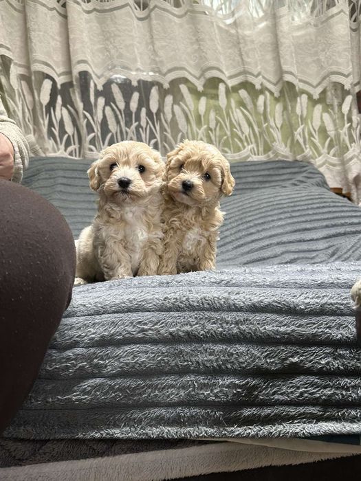 Хлопчики мальтіпу