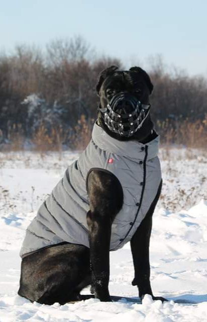 Кане Корсо В'ЯЗКА